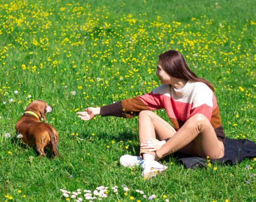 Sfaturi pentru îngrijirea animalelor de companie în timpul verii