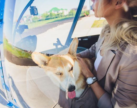 Ghid pentru transportul animalelor de companie