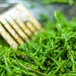 Spirulina: Alga magică pentru energie și detoxifiere