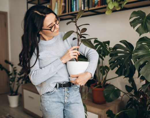 Cum alegi plantele ideale pentru un decor interior minimalist