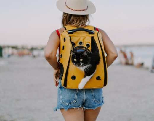 Ghid pentru vacanțe cu animale de companie